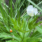 Anemone canadensis - Canada anemone