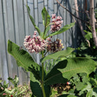 Asclepias syriaca - Common milkweed