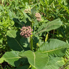 Asclepias syriaca - Common milkweed