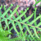 Athyrium filix-femina 'Victoriae' - Lady fern