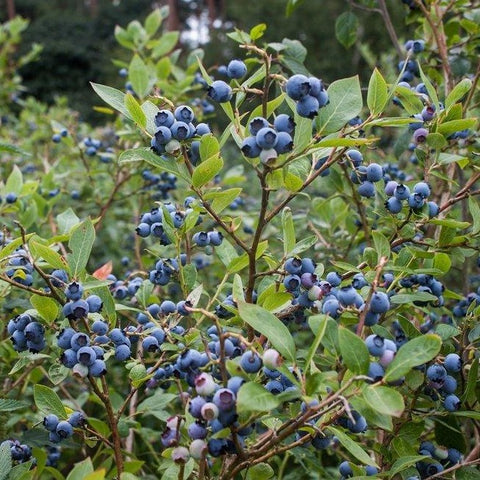 Vaccinium corymbosum - Blueberry
