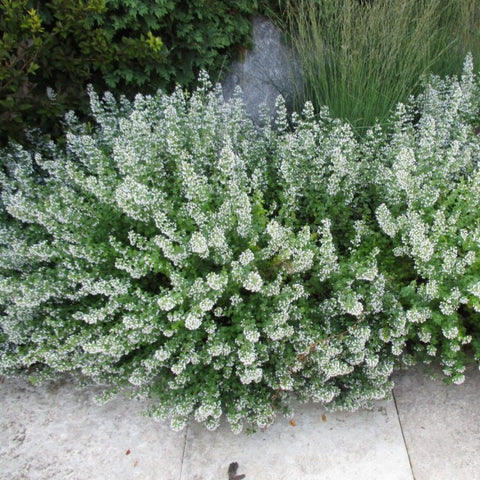 Calamintha nepeta 'White cloud' - calamint