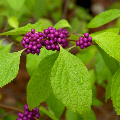 Callicarpa americana - Beautyberry