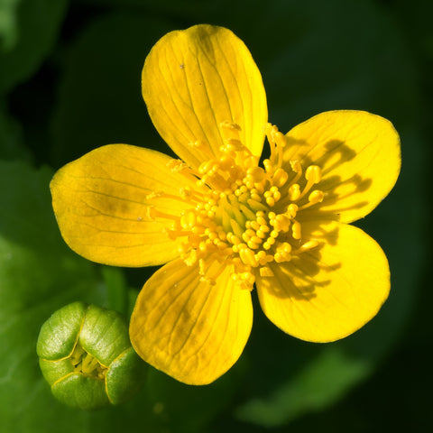 Caltha palustris - Marsh marigold