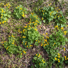 Caltha palustris - Marsh marigold
