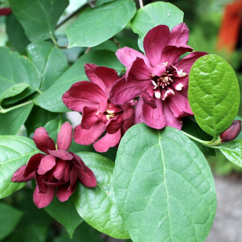 Calycanthus raulstonii 'Hartlage Wine' - Carolina allspice