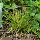 Carex albicans - White-tinged Sedge