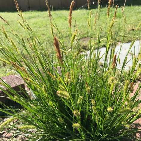 GRASSES, SEDGES, AND RUSHES