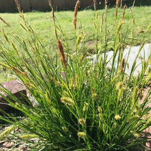 Carex cherokeensis - Cherokee Sedge