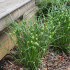 Carex grayi - Gray Sedge