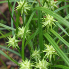 Carex grayi - Gray Sedge