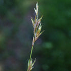 Carex bromoides - Brome-like Sedge