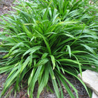 Carex plantaginea - Seersucker sedge