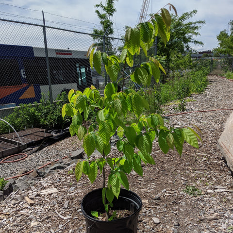 Carpinus caroliniana - American hornbeam