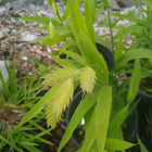 Chasmanthium latifolium - Sea oats
