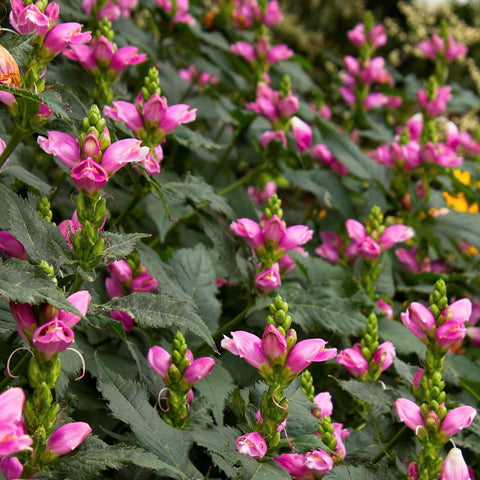 Chelone lyonii 'Hot Lips'- Pink Turtlehead