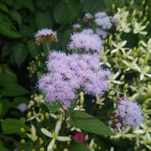 Conoclinium coelestinum - Blue mistflower