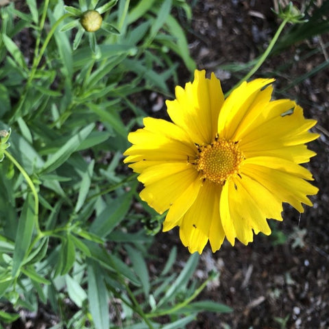 Coreopsis grandiflora - Large-flowered Tickseed
