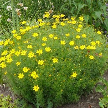 Coreopsis verticillata 'Zagreb' - Threadleaf Tickseed
