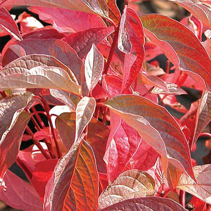 Cornus sericea ‘Baileyi’ - Red twig dogwood