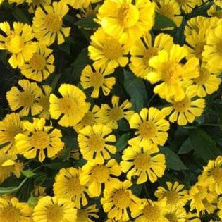 Helenium autumnale - Sneezeweed