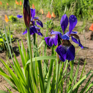 Iris prismatica - Slender Blue Flag