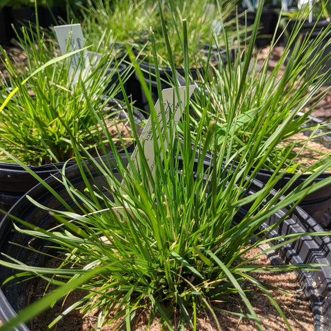 Deschampsia cespitosa - Tufted Hairgrass