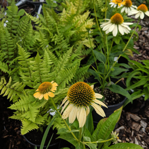 Echinacea purpurea 'Mellow Yellows'