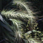 Elymus hystrix - Bottlebrush grass