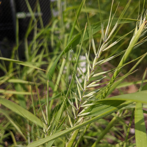 Sweetgrass (Savastana odorata) - Ontario Grasses, Sedges, Rushes