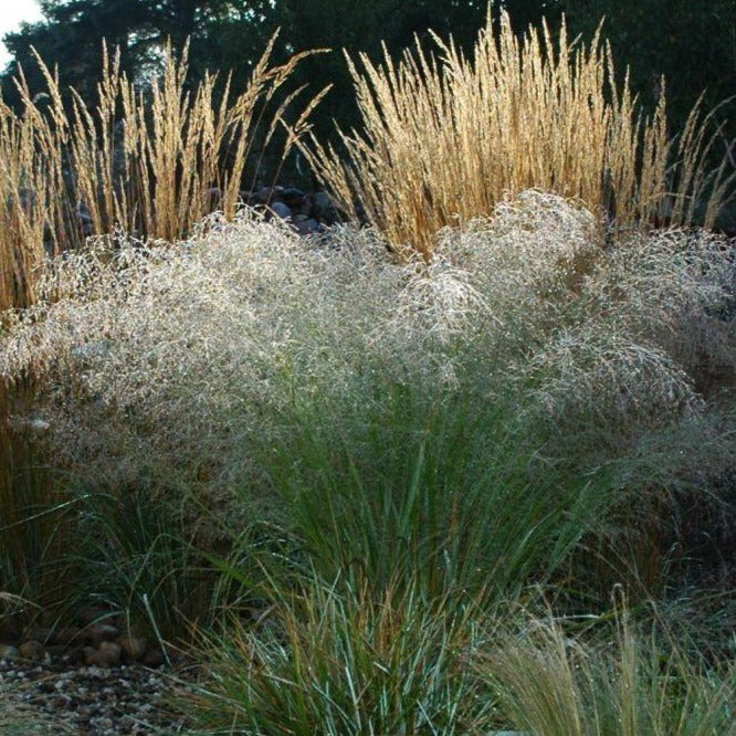 Eragrostis trichodes - Sand love grass