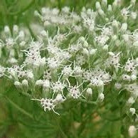 Eupatorium hyssopifolium - Hyssop-leaf Thoroughwort