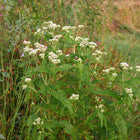 Eupatorium perfoliatum - Boneset