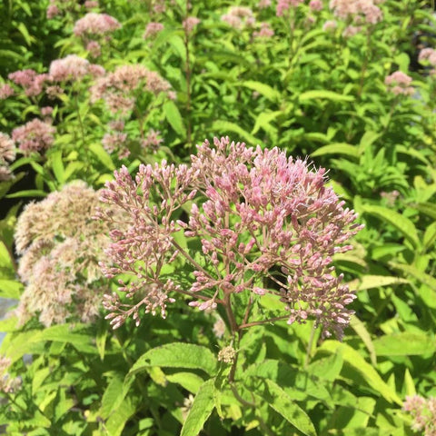 Eupatorium fistulosum - Hollow joe-pye weed