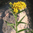 Euthamia graminifolia - Grass-leaved Goldenrod