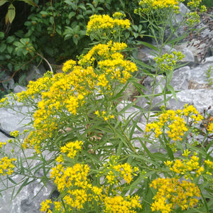 Euthamia graminifolia - Grass-leaved goldenrod