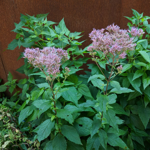 Eutrochium dubium - Coastal Joe Pye