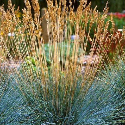 Festuca glauca 'Beyond Blue' - Blue fescue