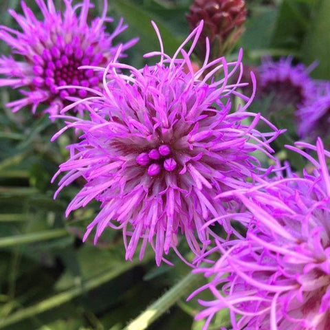 Liatris scariosa - Northern Blazing Star