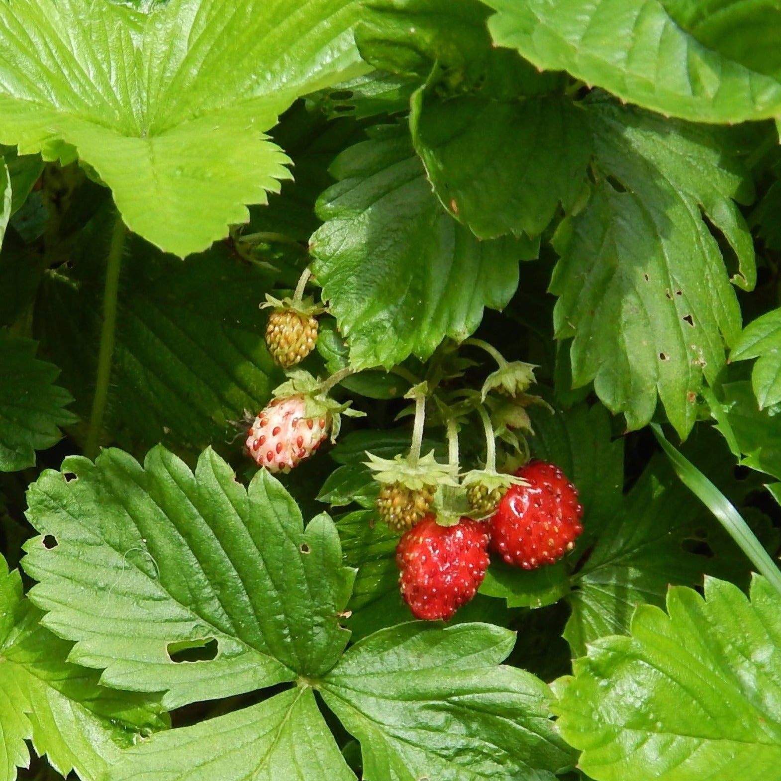 Fragaria virginiana - Wild strawberry
