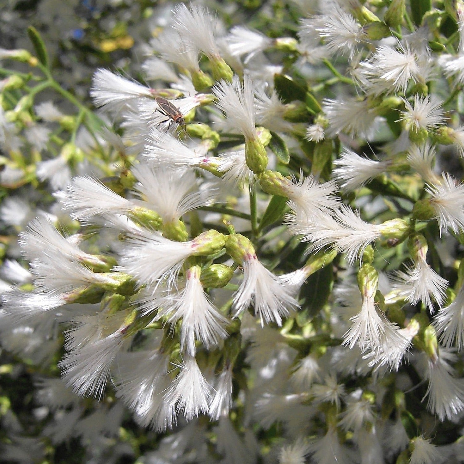 Baccharis halimifolia - Groundseltree
