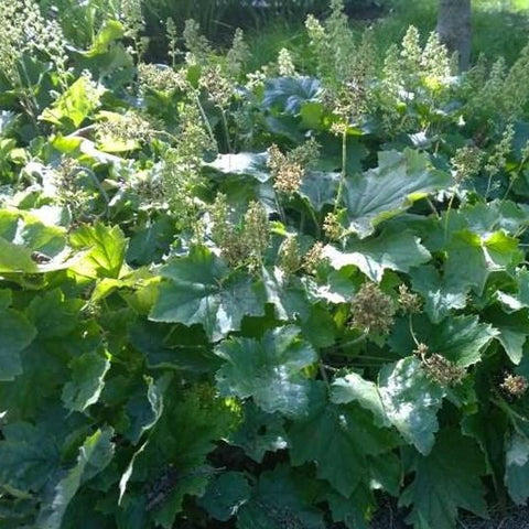 Heuchera villosa - Hairy Alumroot