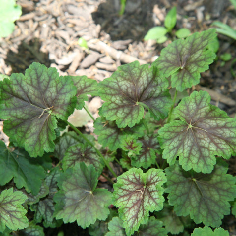 Heuchera americana 'Dales Strain' - Coral Bells