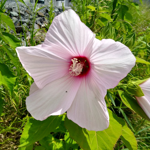 Hibiscus moscheutos - swamp rose mallow