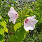 Hibiscus moscheutos - swamp rose mallow