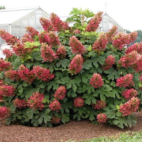 Hydrangea quercifolia 'Ruby Slippers' - Oakleaf hydrangea