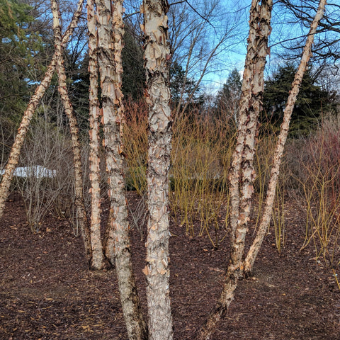 Betula nigra - River Birch