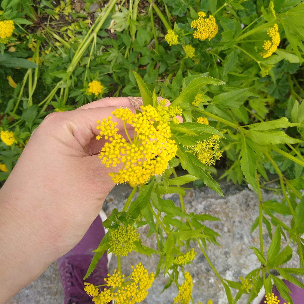 Zizia aurea - Golden Alexander – Gowanus Canal Conservancy