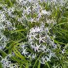 Amsonia illustris - Shining blue star