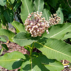 Asclepias syriaca - Common milkweed